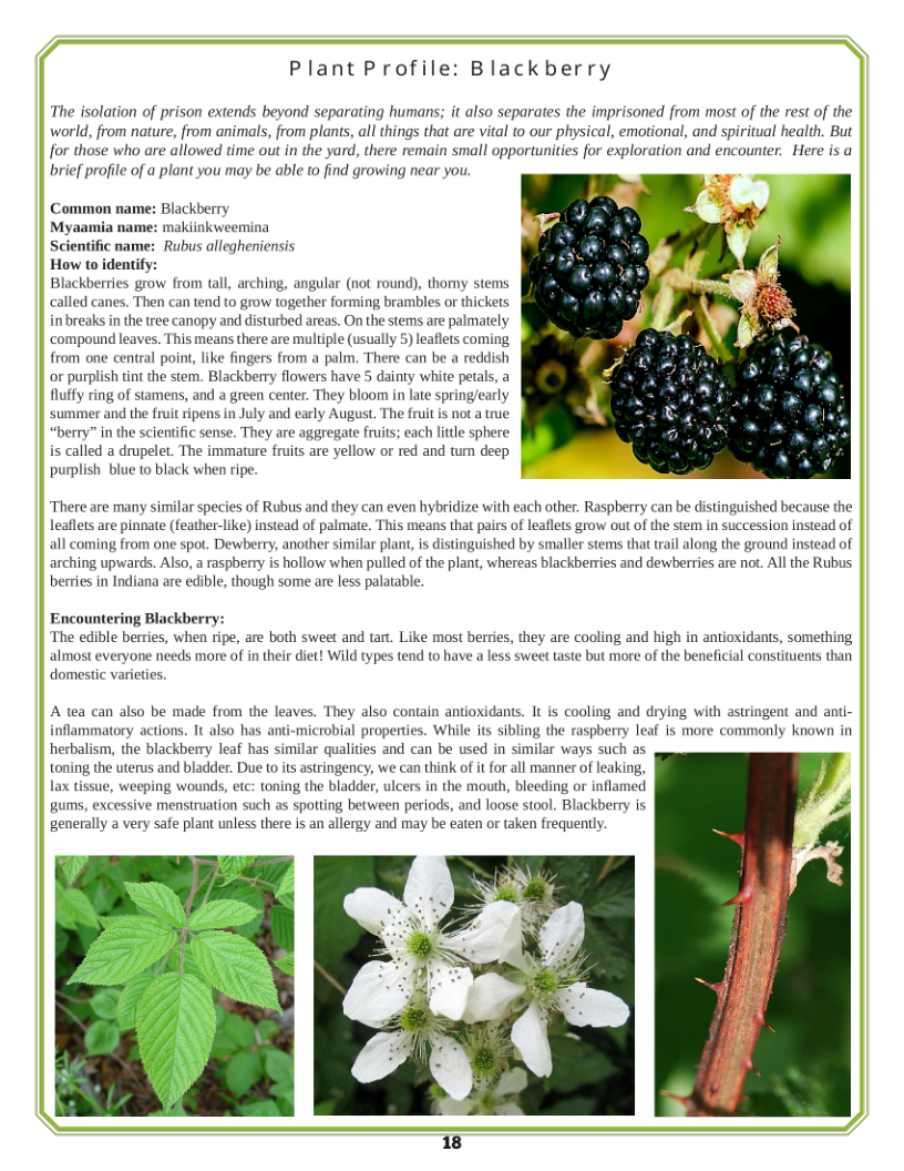 Plant Profile: Blackberry  The isolation of prison extends beyond separating humans; it also separates the imprisoned from most of the rest of the world, from nature, from animals, from plants, all things that are vital to our physical, emotional, and spiritual health. But for those who are allowed time out in the yard, there remain small opportunities for exploration and encounter. Here is a brief profile of a plant you may be able to find growing near you.  2y  Common name: Blackberry ‘makiinkweemina  Scientific name: Rubus allegheniensis  How to identify:  Blackberries grow from tall, arching, angular (not round), thomy stems called canes. Then can tend to grow together forming brambles or thickets inbreaks inthe tree canopy and disturbed areas. On the stems are palmately compound leaves. This means there are multiple (usually 5) leaflets coming from one central point, like fingers from a palm. There can be a reddish or purplish tint the stem. Blackberry flowers have 5 dainty white petals, a fluffy ring of stamens, and a green center. They bloom in late spring/early summer and the fruit ripens in July and early August, The fruit is not a true “berry” in the scientific sense. They are aggregate fruits; each little sphere is called a drupelet. The immature fruits are yellow or red and tun deep purplish blue to black when ripe.  “There are many similar species of Rubus and they can even hybridize with each other. Raspberry can be distinguished because the leaflets are pinnate (feather-like) instead of palmate. This means that pairs of leaflets grow out of the stem in succession instead of all coming from one spot. Dewbery, another similar plant,is distinguished by smaller stems that trail along the ground instead of arching upwards. Also, a raspberry is hollow when pulled of the plant, whereas blackberries and dewberries are not. All the Rubus berries in Indiana are edible, though some are less palatable.  Encountering Blackberry: ‘The edible berries, when ripe, are both sweet and tart. Like most berries, they are cooling and high in antioxidants, something almost everyone needs more of in their diet! Wild types tend to have a less sweet taste but more of the beneficial constituents than domesic varieties.  A tea can also be made from the leaves. They also contain antioxidants. It is cooling and drying with astringent and anti- inflammatory actions. It also has anti-microbial properties. While its sibling the raspberry leaf is more commonly known in herbalism, the blackberry leaf has similar qualities and can be used in similar ways such as  toning the uterus and bladder. Due to its astringency, we can think of it for all manner of leaking,  lax tissue, weeping wounds, etc: toning the bladder, ulcers in the mouth, bleeding or inflamed  gums, excessive menstruation such as spotting between periods, and loose stool. Blackberry is  generally a very safe plant unless there is an allergy and may be eaten or taken frequently  